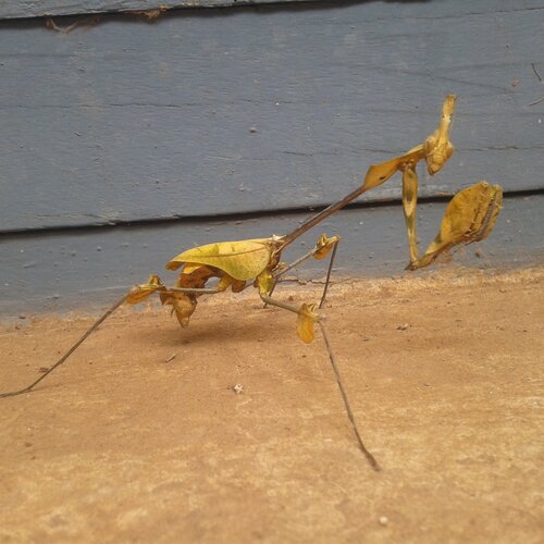 praying mantis