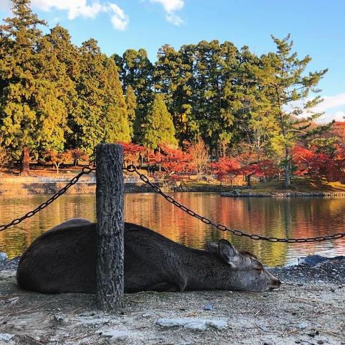 Nara park