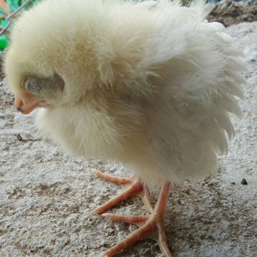 Sleeping chick