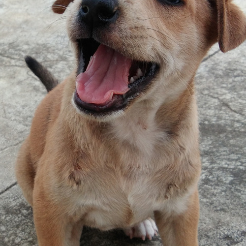 My puppy #Hope