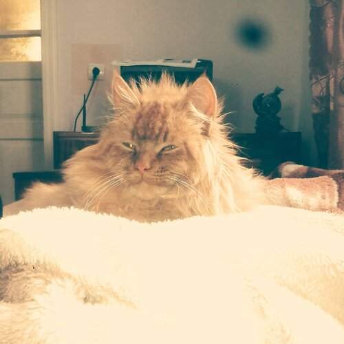 Photo #2073390