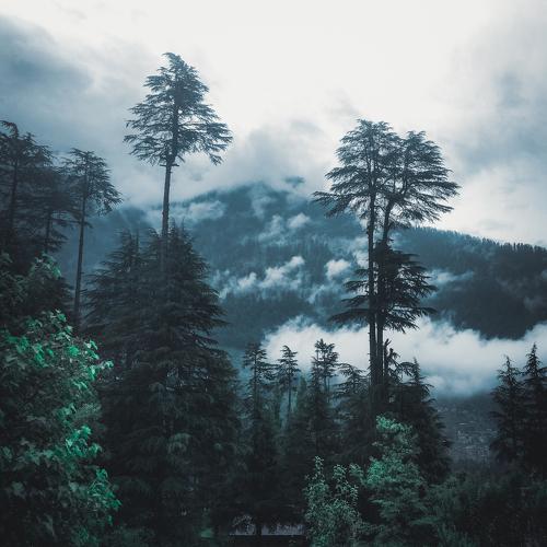 Into the woods