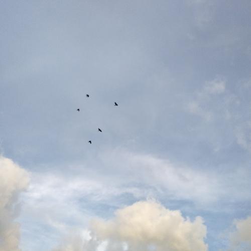 Sky Bird