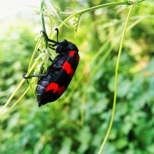 Insect photoshots