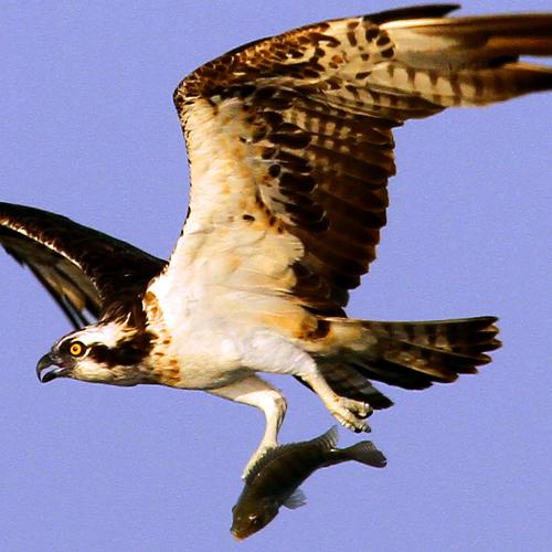 1.Osprey with catch 2.mother care of hoopo