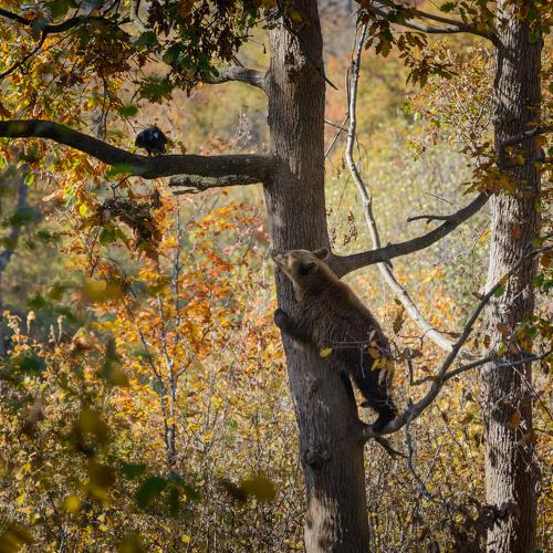 Новое прочтение басни Крылова