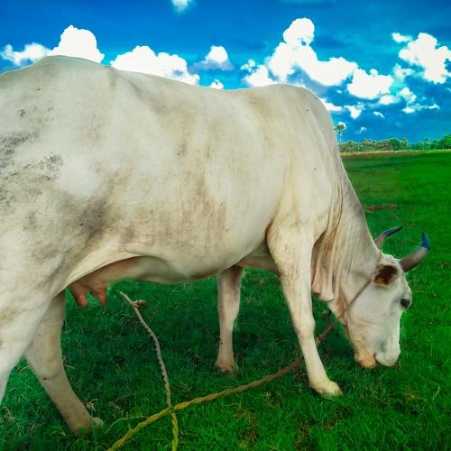 nature beautiful cow..