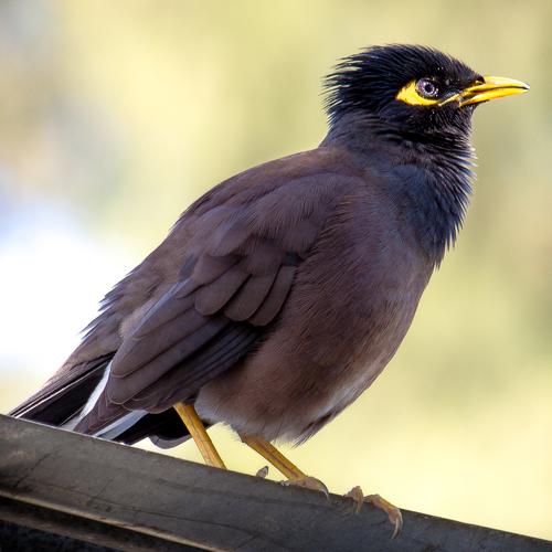 Bird on a Roof