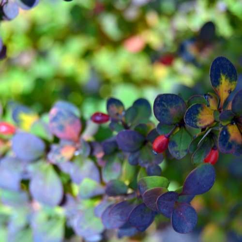 Photo #2076995
