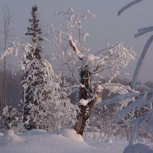 Снежность