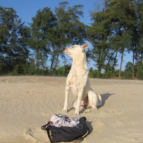 Преданный индийский друг