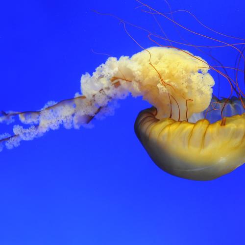 Like Human-Face UFO Like Jellyfish