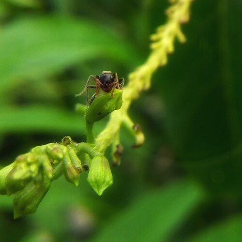 Ant