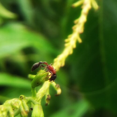Ant