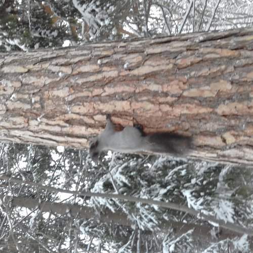 Новая белка в бору !