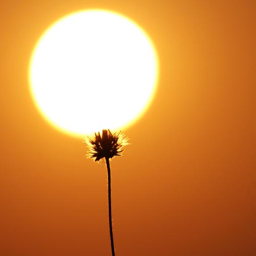 Absorbing the last drops of sunlight