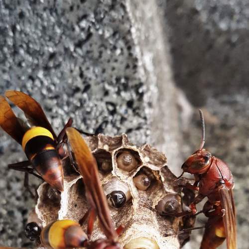 Life of bee