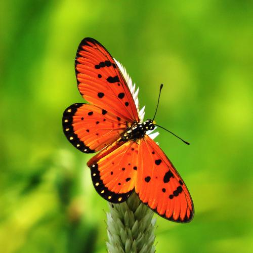 Colours Of Wings