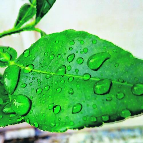 Leaves