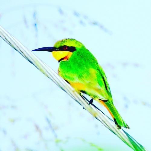 Green pecker bird