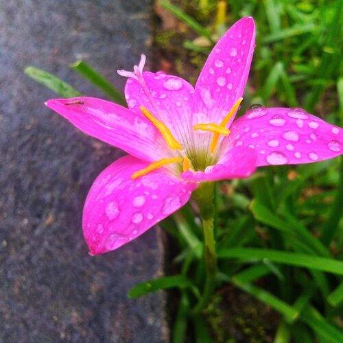 Flower's rejoicing