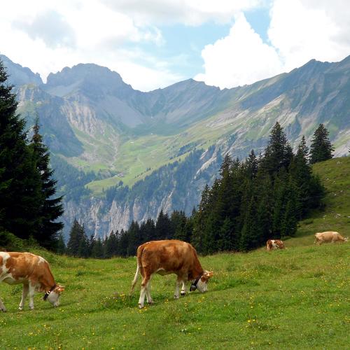 Majestuosidad en los Alpes suizos