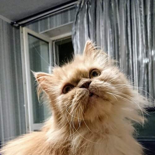 Photo #2085390