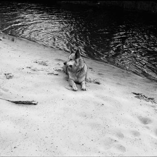 A dreaming dog