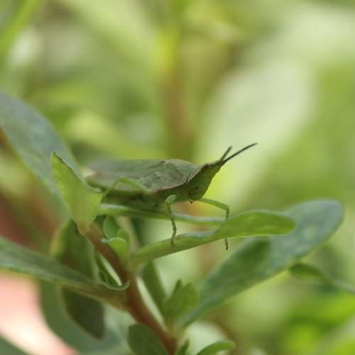 (Grass)hopper