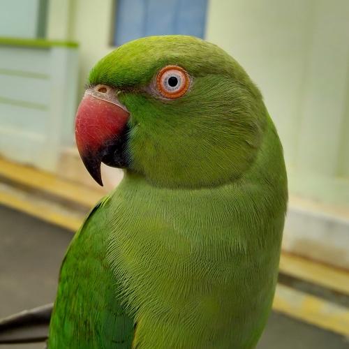 Friendly Parrot