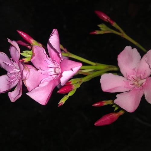 Oleaner Flower