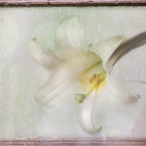 Lily in the window