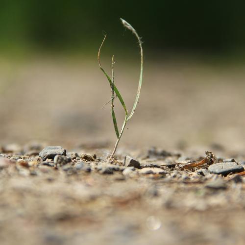 grass