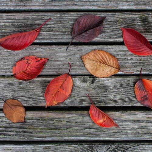 Autumn leaves