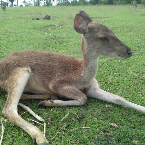 Deerfarm