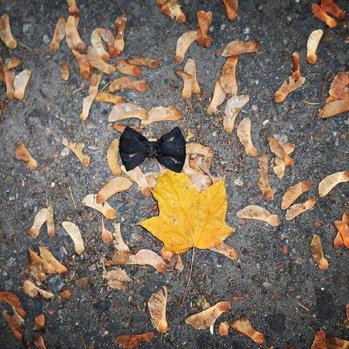 maestro of autumn