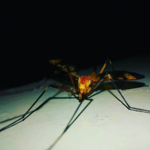 Through the eyes of tiny insect
