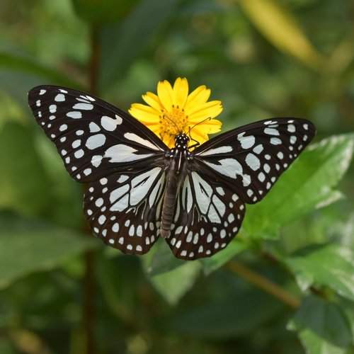 Beauty in wings...