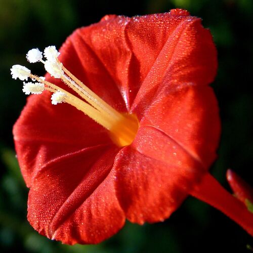 Red flower with dew