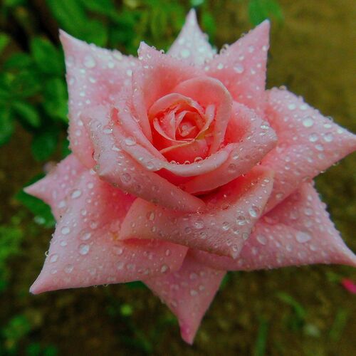 Diamond on Rose