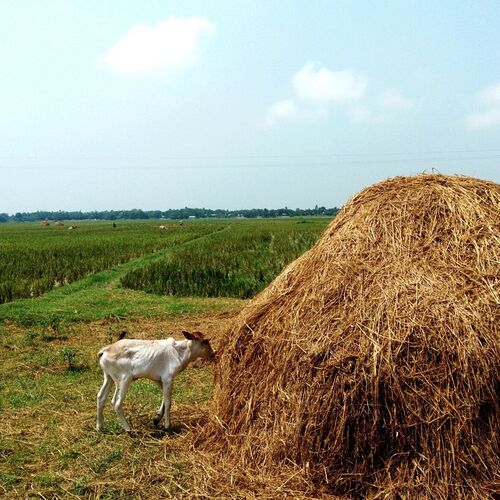 cow in a paddy field