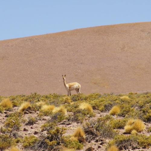 The lonely llama