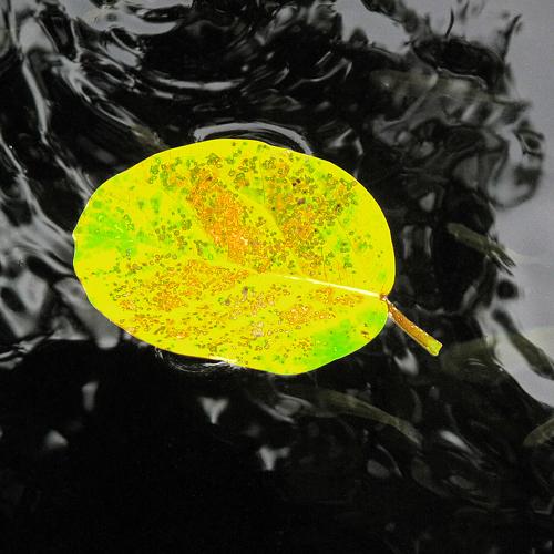 floating leaf