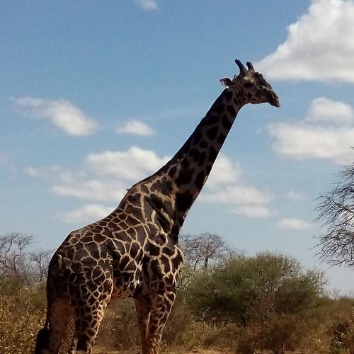 Giraffe