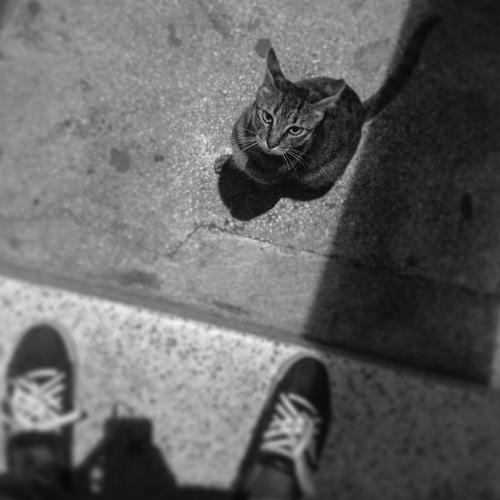 Best cat ever