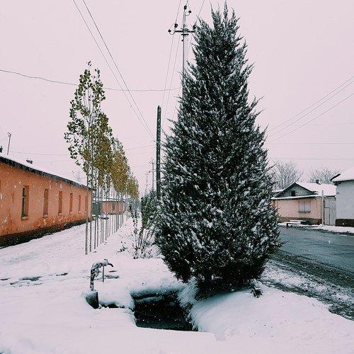Кран и Ель