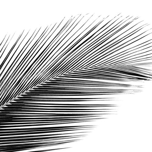 coconnut palm