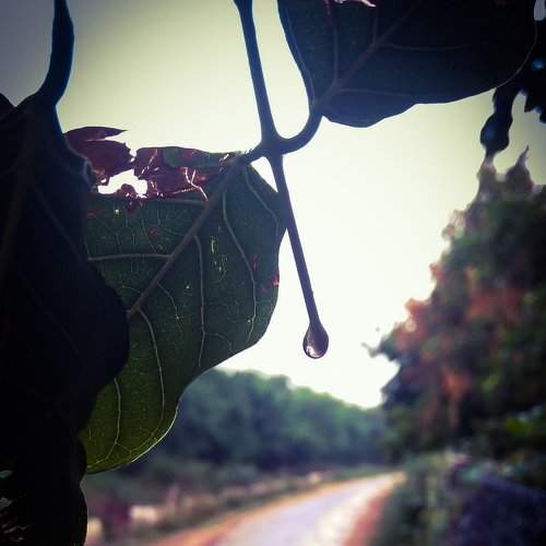 Rain drop