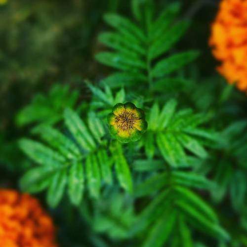 Flower at its beginning