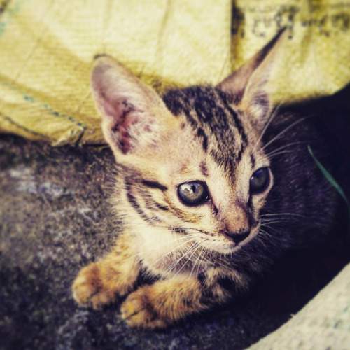 Cat